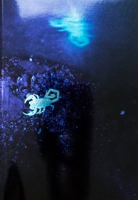 Immagine copertina libro Susanne M. Winterling. Ediz. illustrata