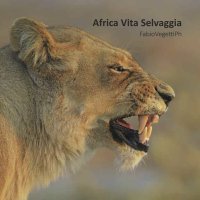 Immagine copertina libro Africa vita selvaggia. Ediz. italiana e inglese
