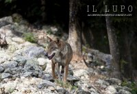 Immagine copertina libro Il lupo del Centro Faunistico Uomini e Lupi