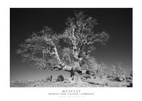 Immagine copertina libro Muscles. Downy Oak, Talana, Sardinia. Ediz. italiana e inglese. Con stampa Fine Art