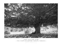 Immagine copertina libro The Pillar-Yew. Yew, Campu Sa Carcara, Urzulei, Sardinia. Ediz. italiana e inglese. Con stampa Fine Art