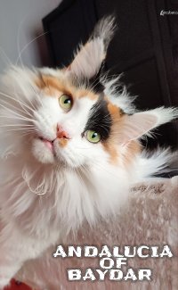 Immagine copertina libro Andalucia of Baydar