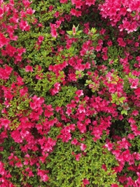 Immagine copertina libro Becoming Borders